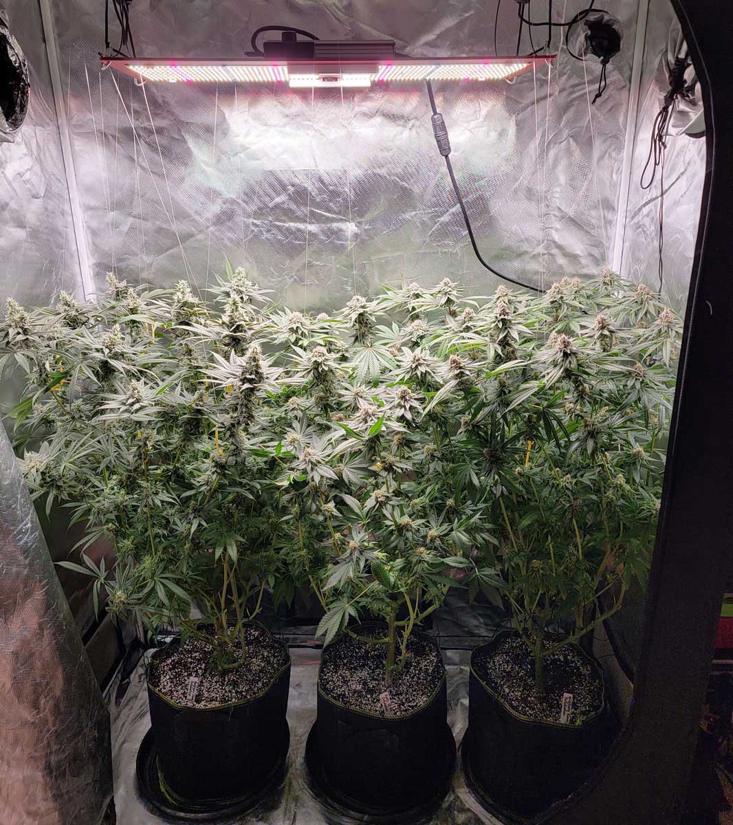 tent5 tent5